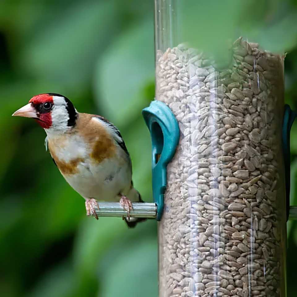 A bird perched on a feeder filled with sunflower seed hearts.
