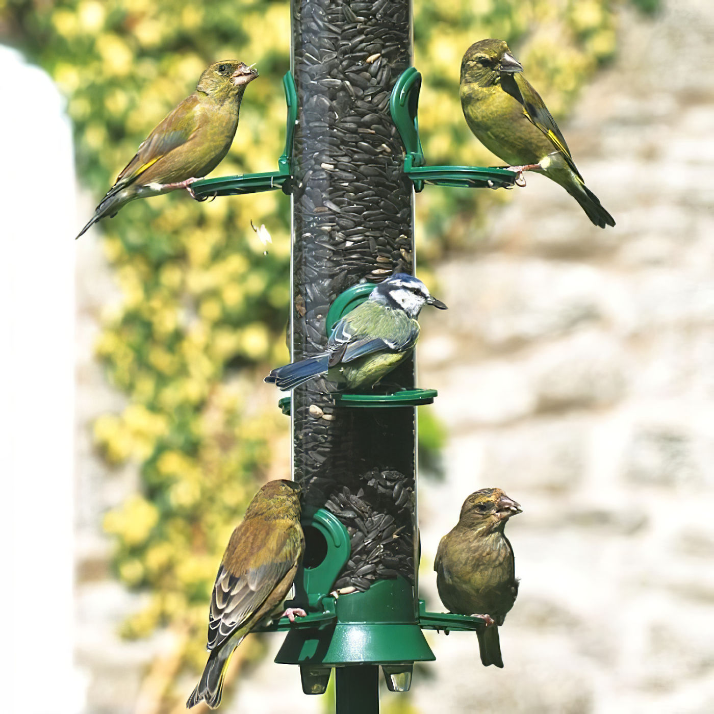 Birds feeding on whole sunflower seeds from a bird feeder.