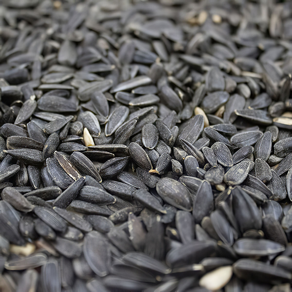 Close-up of whole sunflower seeds for bird feeding.
