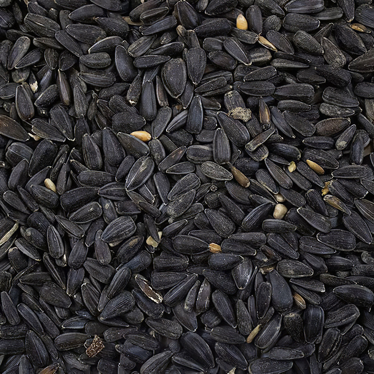 Close-up of whole sunflower seeds for bird feeding.