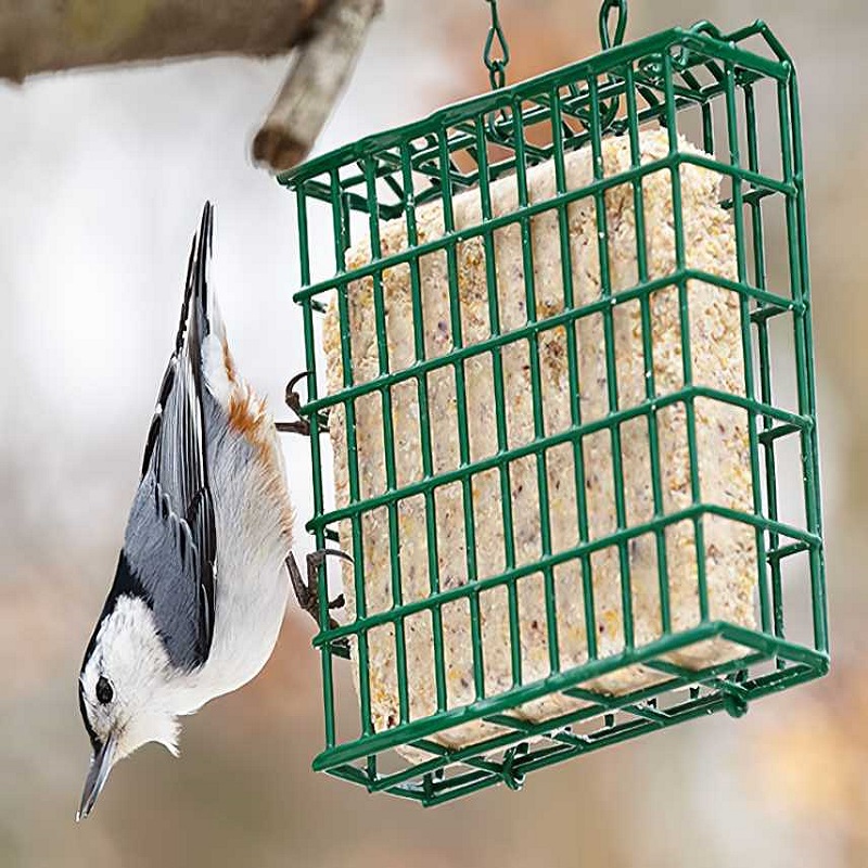 A bird feeding on a mealworm suet cake in a green metal cage hanging from a tree.