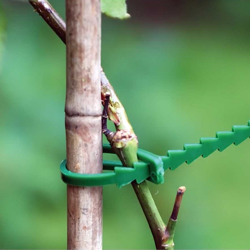 Green plant tie securing a branch to a wooden stake in a garden setting.