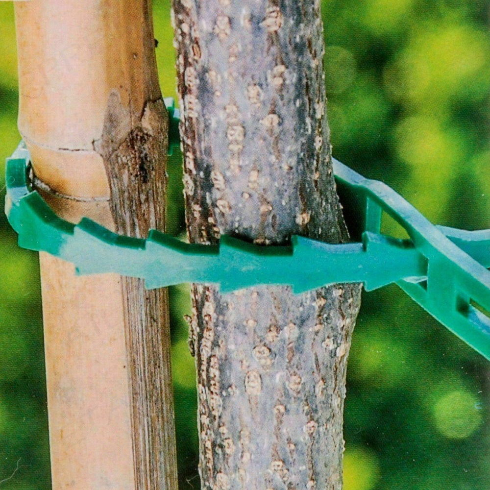Green plant tie securing a tree to a wooden stake in a garden setting.