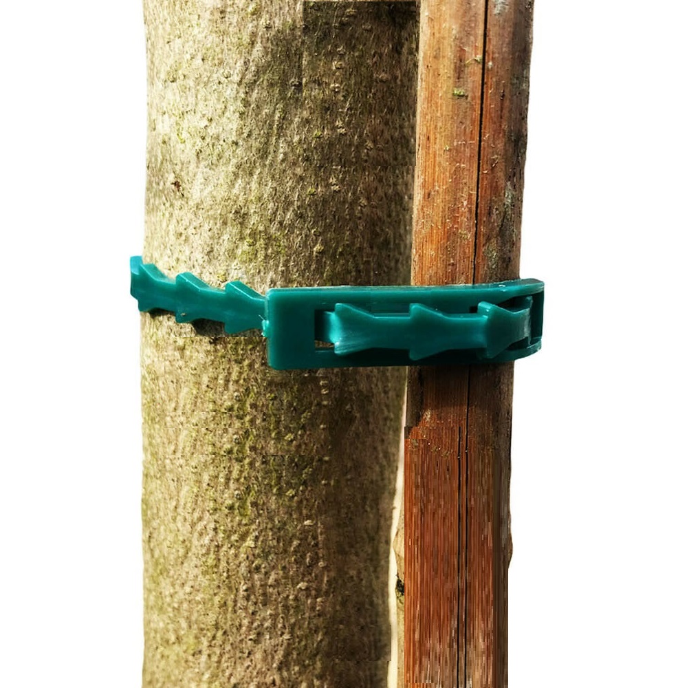 Green plant tie securing a tree to a wooden stake
