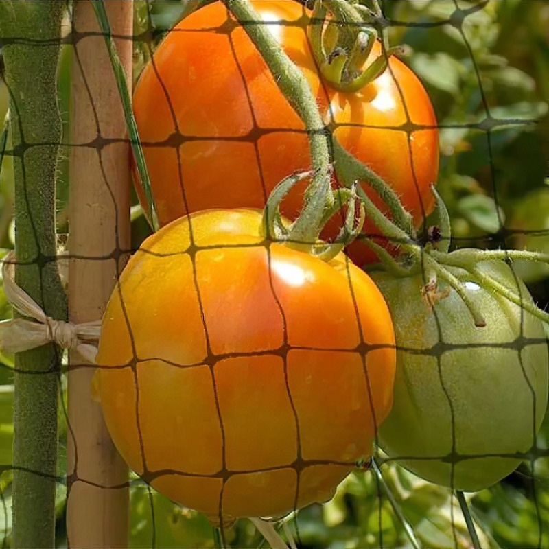 Tomatoes growing behind black garden netting.