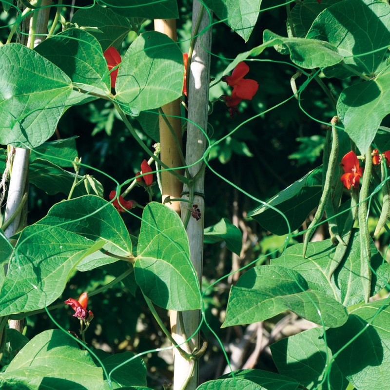 Green plant netting supporting pea and bean plants with red flowers in a garden setting.
