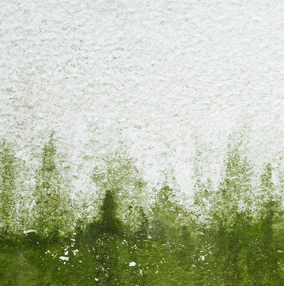 Close-up of a wall with green moss and algae growth.