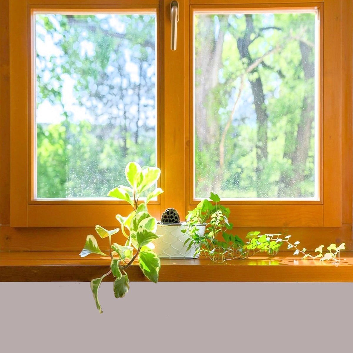 Wooden window frame with potted plants on the sill and green trees visible outside.