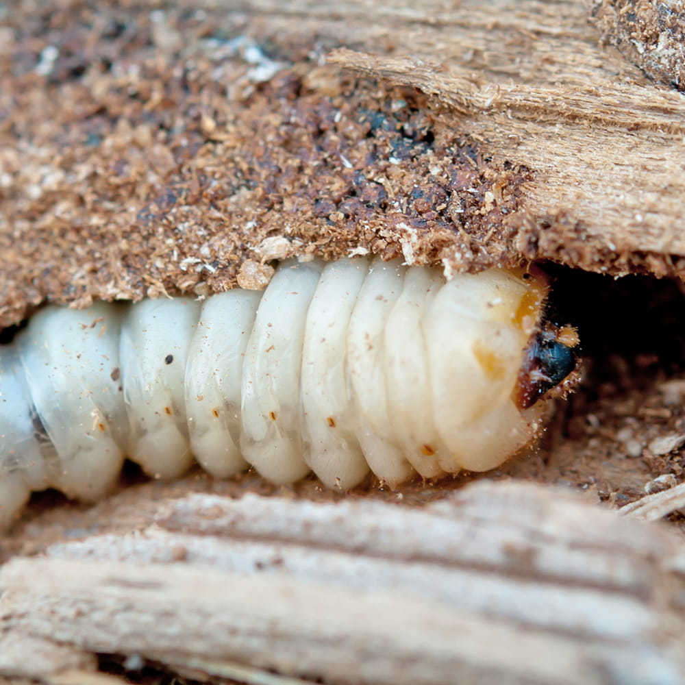Close-up of a woodworm larva in timber, showing damage caused by infestation.
