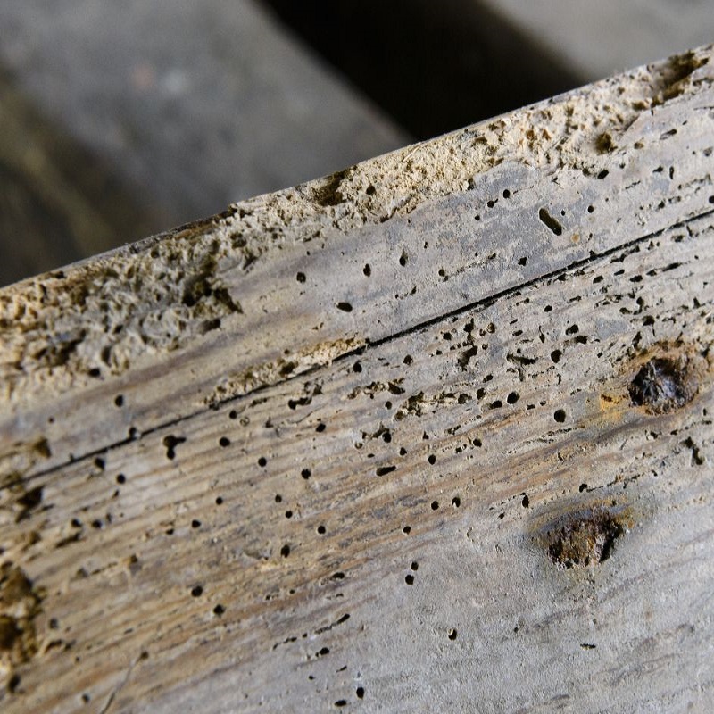 Close-up of wood with visible woodworm holes and damage.