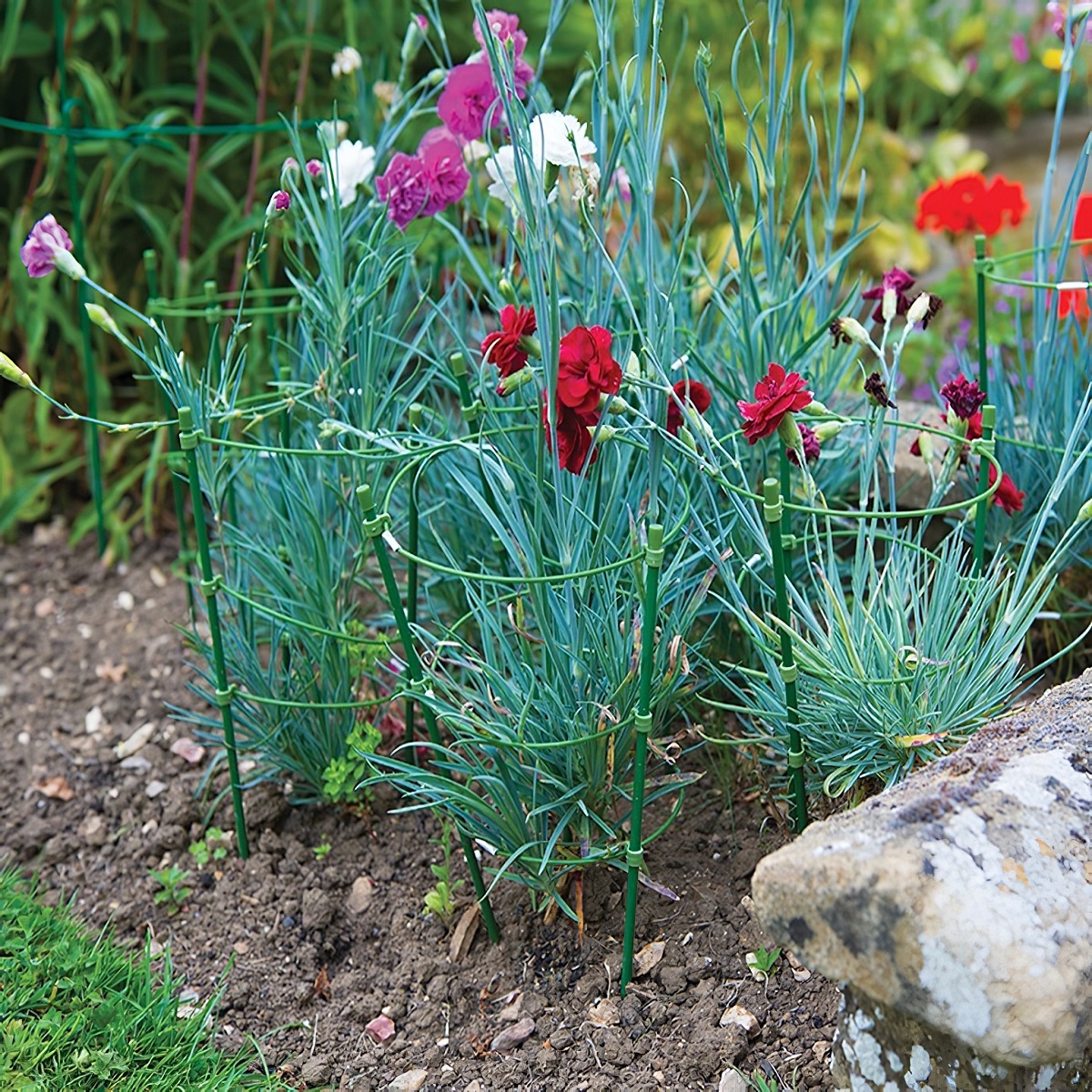 Green 3-ring garden plant support standing upright with three circular rings for plant stability in use carnations in flower bed
