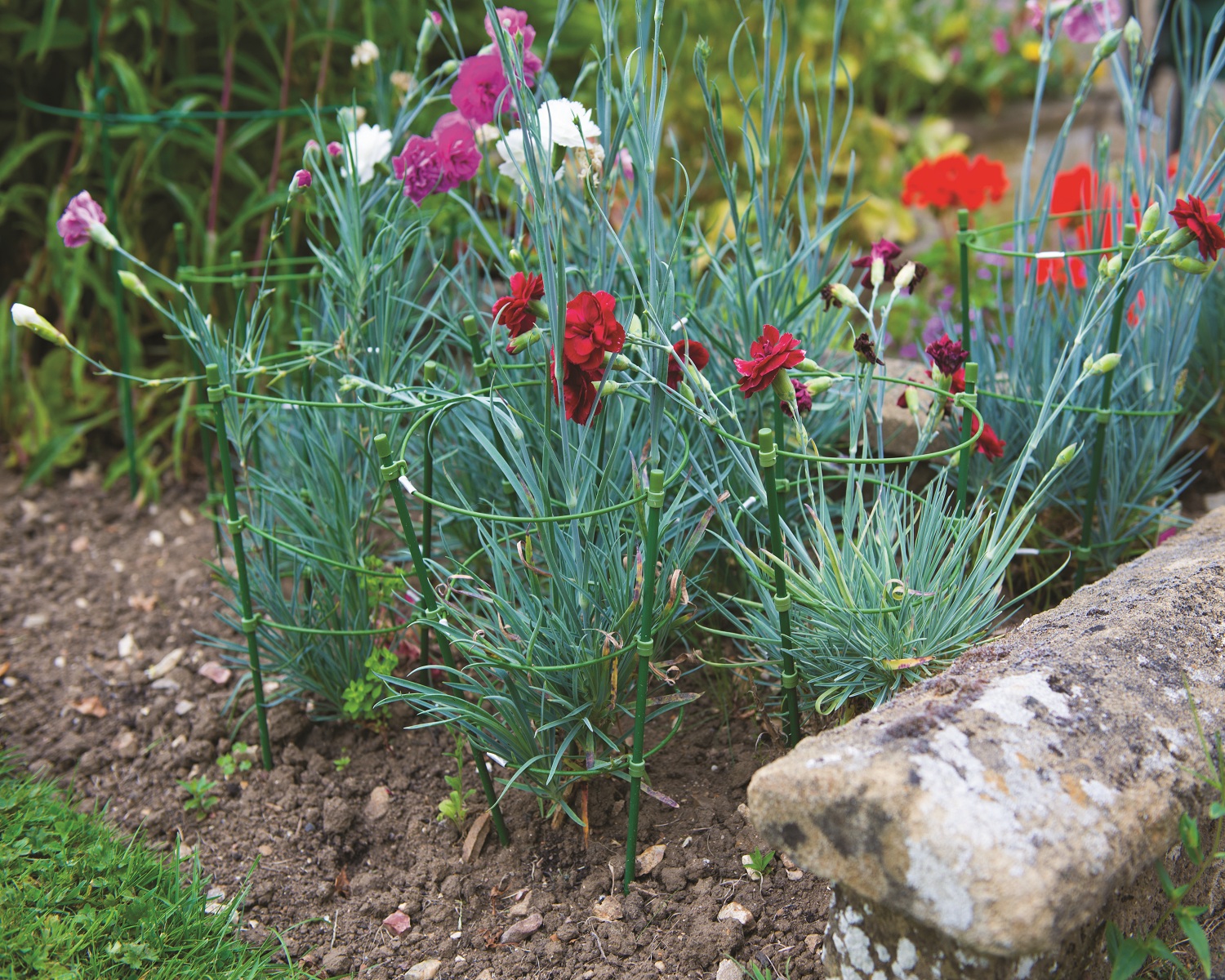 Green 3-ring garden plant support standing upright with three circular rings in use supporting flowers