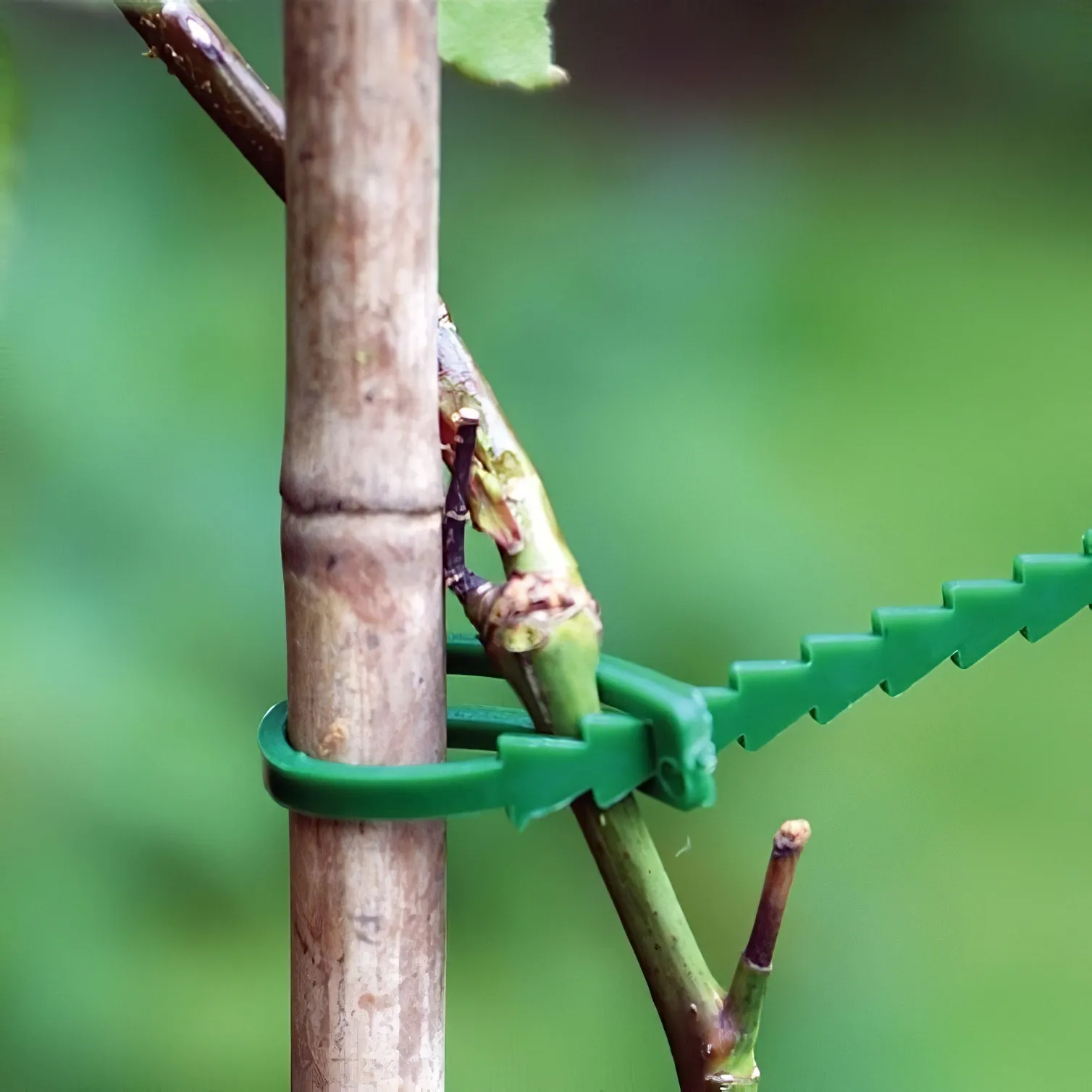 Silverline Garden Plant Adjustable Green Ties 197535 1 Demo in Use Silverline Garden Plant Adjustable Green Ties for Secure Binding (197535)