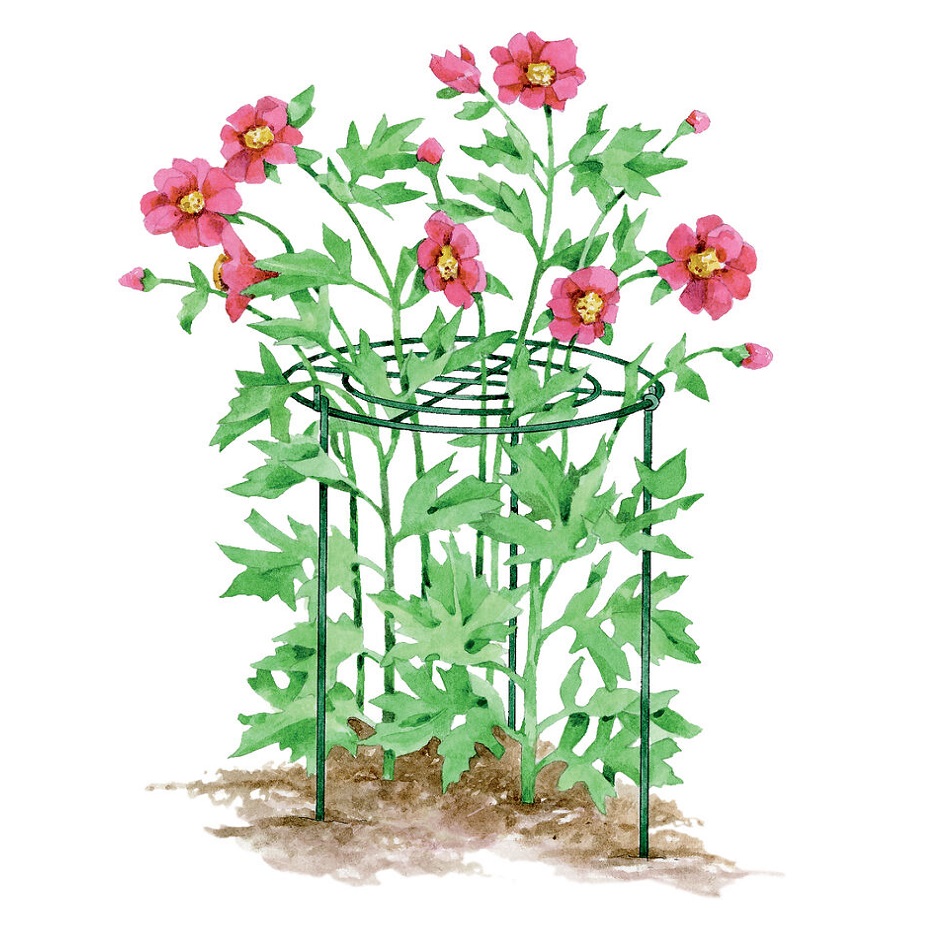 Demonstration Silverline Garden Plant Grow-Through Support Frame