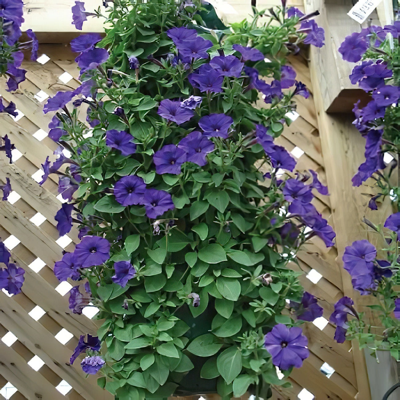 Hanging flower plant growing in a vertical garden tube bag with purple blooms against a lattice background.