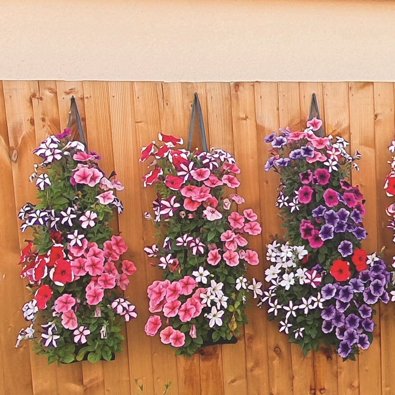 Vertical garden with colourful flowers growing in hanging tube bags. in-use