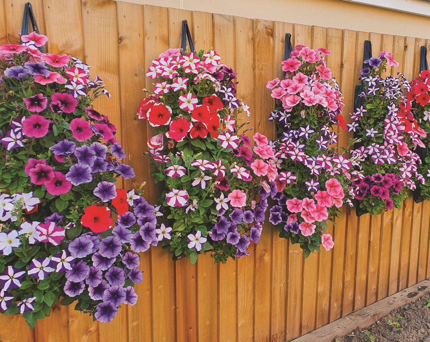 Vertical garden with colourful flowers growing in hanging tube bags garden fence