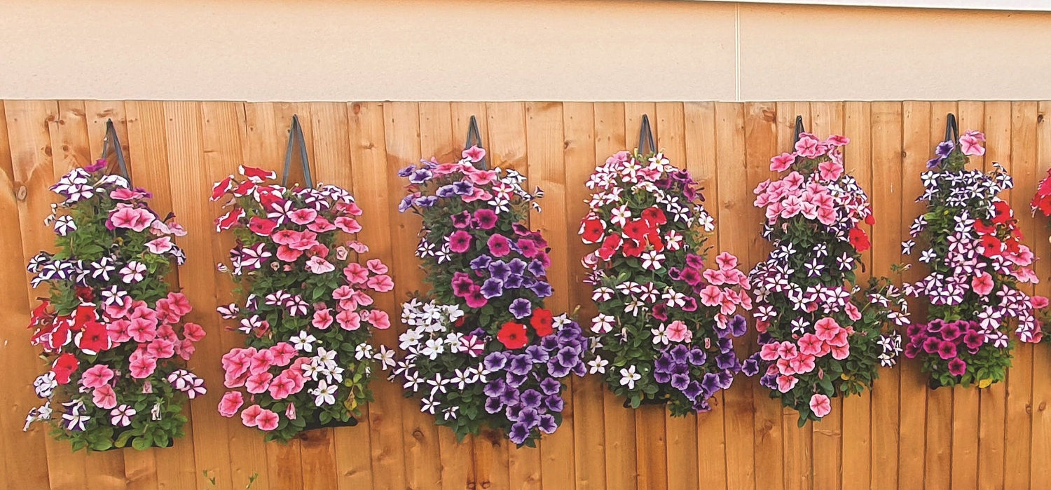 Vertical garden with colourful flowers growing in hanging tube bags.
