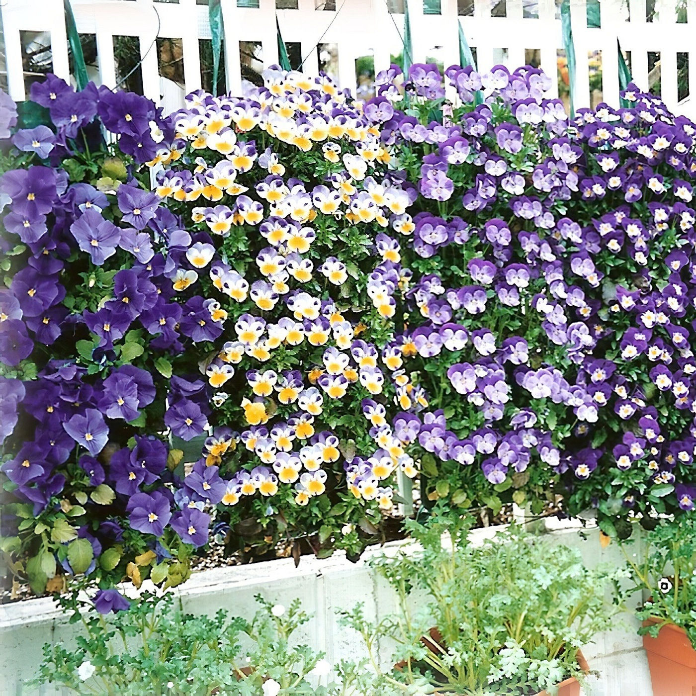 Vertical garden with colourful flowers growing in hanging tube bags.