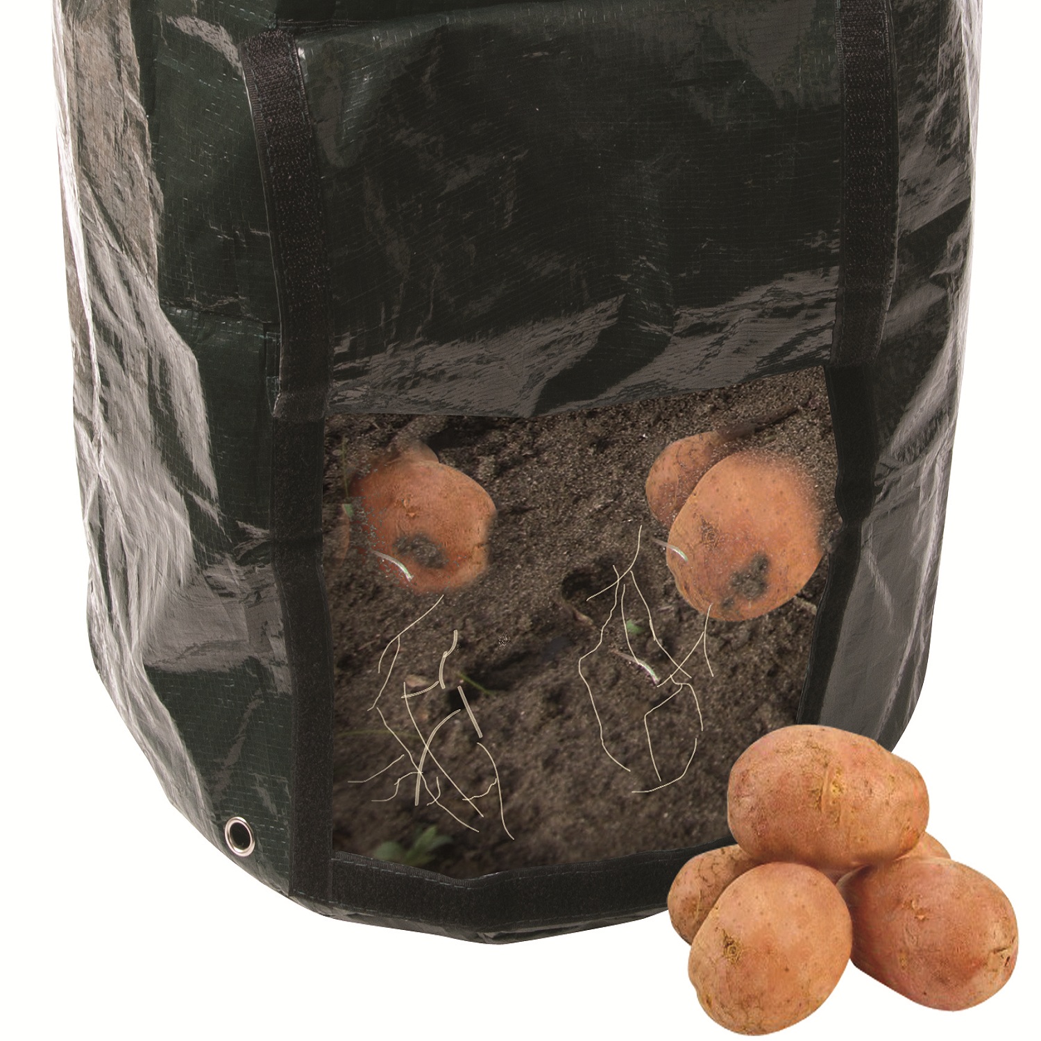 Green potato plants growing in a black planting bag with visible potatoes through a flap. closeup