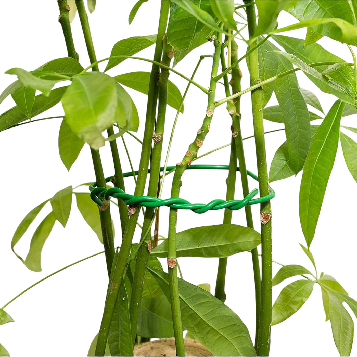 Coiled green garden tie wire measuring 2.5mm x 8m internal plant support