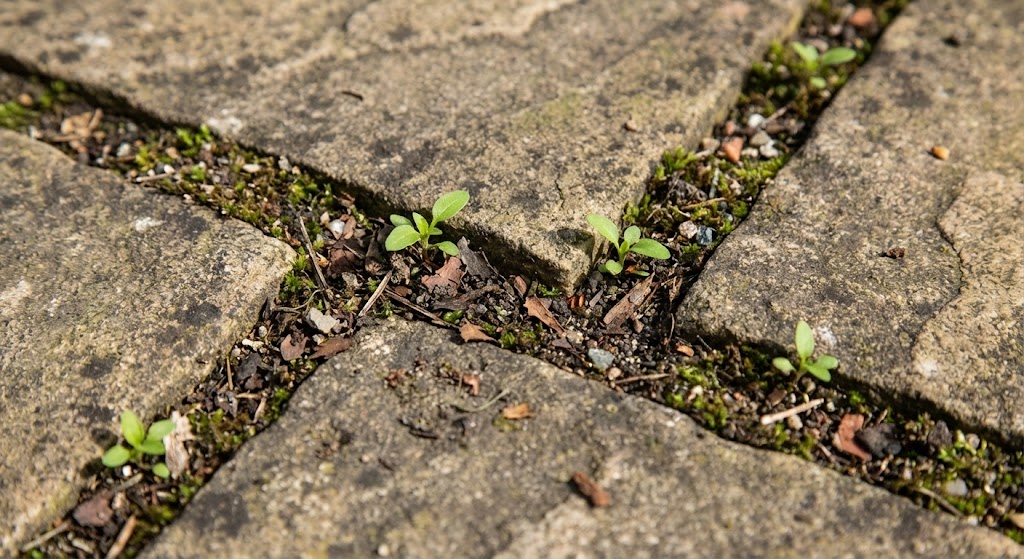 Young weed seedlings growing in debris-filled patio joints between paving slabs
