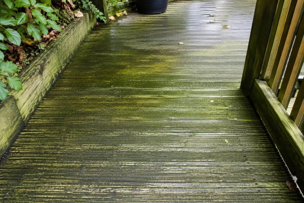 Green slippery algae growth on timber decking boards