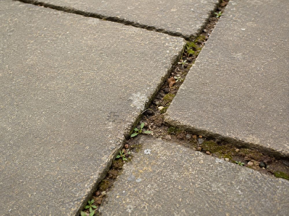 Open paving joints collecting soil and moss before winter