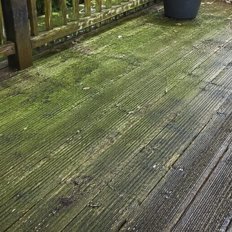 Green algae and moss growth on wet timber decking boards creating a slippery surface